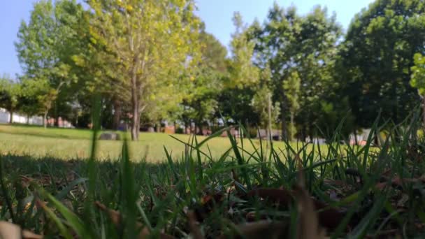 Gras Close Van Het Platteland Met Bomen Achtergrond Uit Focus — Stockvideo