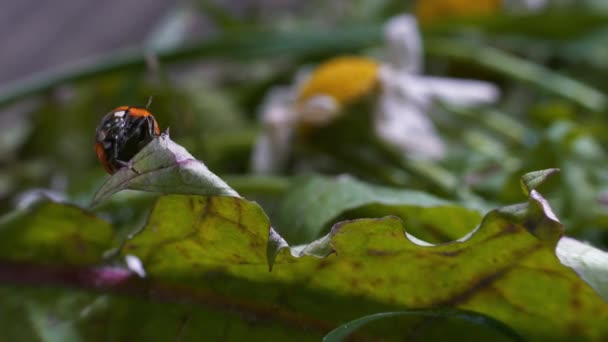 Macro Detail Close Van Lieveheersbeestje Kruipend Rand Van Groene Paardenbloem — Stockvideo