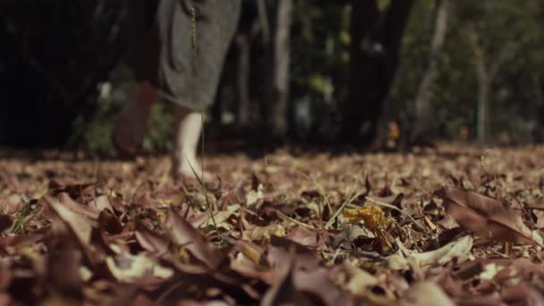 어두운 수없는 나뭇잎으로 땅으로 카메라를 걸어간다 — 비디오