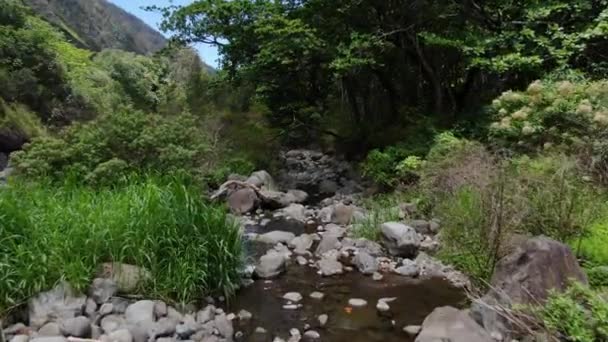 Drone Flying Narrow Stream West Maui Natural Reserve Area — Stock Video
