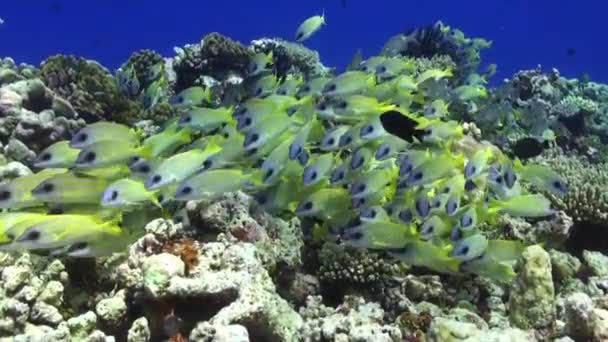 Дрейфуя Коралловому Рифу Обычным Голубым Окунем — стоковое видео