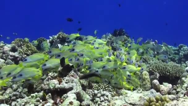 Обыкновенный Голубой Окунь Плавающий Над Тропическим Коралловым Рифом Мальдивах — стоковое видео