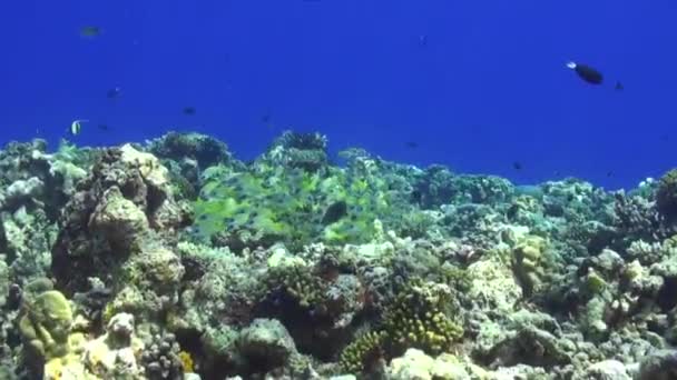 马尔代夫珊瑚礁上常见的蓝条鱼广角镜 — 图库视频影像