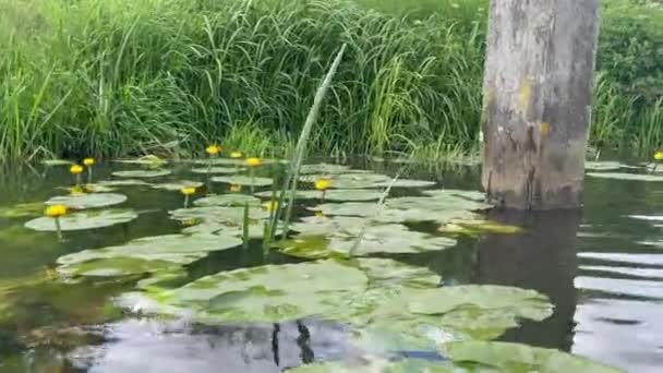 Zblízka Dolly Záběr Zelené Lilly Polštářky Žlutými Květy Klidné Řece — Stock video