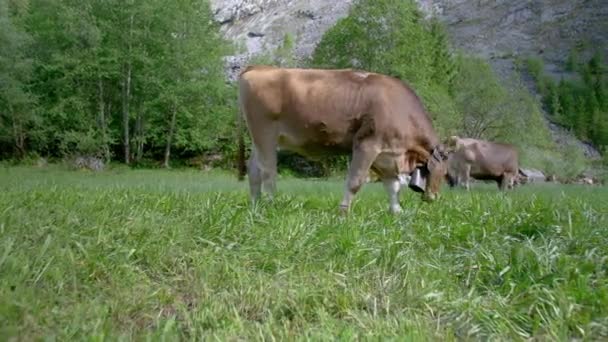 Panning View Cows Grazing Green Mountain Meadow Switzerland — Stock Video