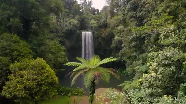 Drónnyomok Előre Alacsony Pálmafa Felett Egy Gyönyörű Eldugott Vízesésbe Trópusi — Stock videók