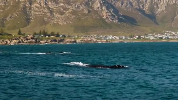 海辺の町の沿岸海域での南右クジラ 山の背景 — ストック動画