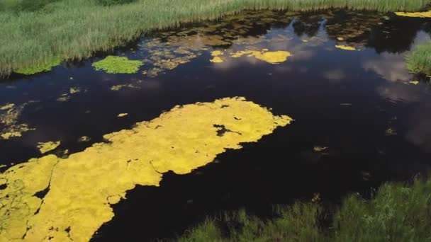 Pântanos Estagnação Água Chuva Lago Saimaa — Vídeo de Stock