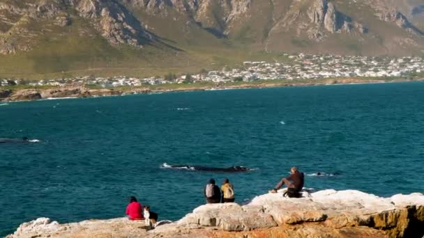 Baleias Mesmo Lado Turistas Rochas Observação Baleias Terrestres — Vídeo de Stock
