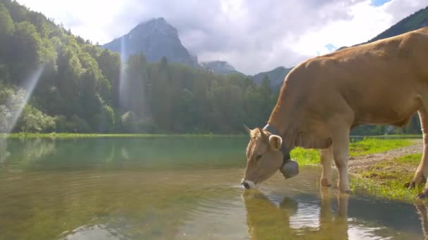 Veduta Statica Della Mucca Che Beve Lago Tipico Paesaggio Alpino — Video Stock