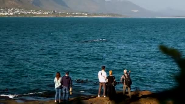 南アフリカのヘルマノスで陸上クジラの観察をしている人々は — ストック動画