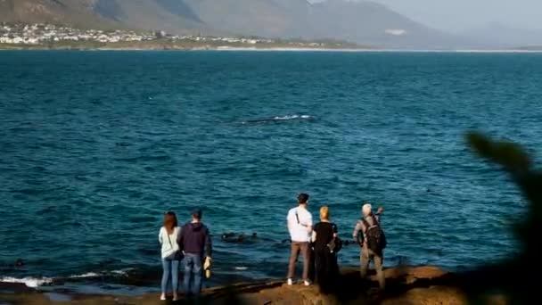 Människor Som Tittar Landbaserad Val Hermanus Sydafrika — Stockvideo