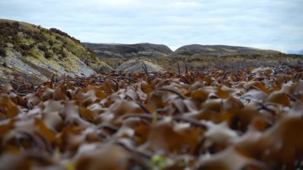 Kelp Foresta Oscilla Tra Onde Bassa Marea Sollevamento Acqua — Video Stock