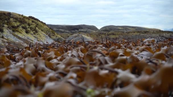 Forêt Varech Oscille Dans Les Vagues Marée Basse Levée Eau — Video