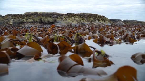 Kelp Лісові Гойдалки Хвилях Низькому Припливі — стокове відео