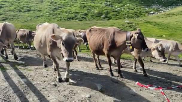Swiss Brown Gado Cruzando Uma Estrada Natural Lentamente Vacas Estão — Vídeo de Stock