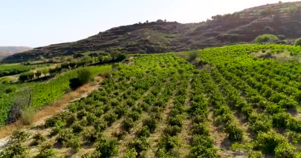 Rekaman Matahari Terbenam Drone Udara Kebun Anggur Deretan Ladang Anggur — Stok Video