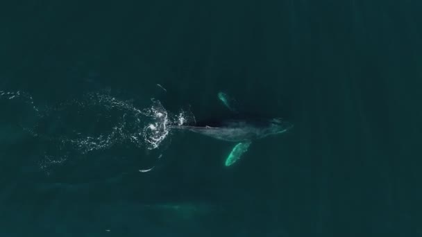 Aerial View Humpback Whale Powerfully Tail Slapping Water Surface Overhead — Stock Video