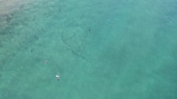 Pod Bottlenose Dolphins México Baja Ocean Water Aerial Bird Eye — Vídeos de Stock