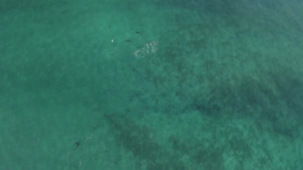 Vista Aérea Estática Los Ojos Las Aves Sobre Los Delfines — Vídeos de Stock