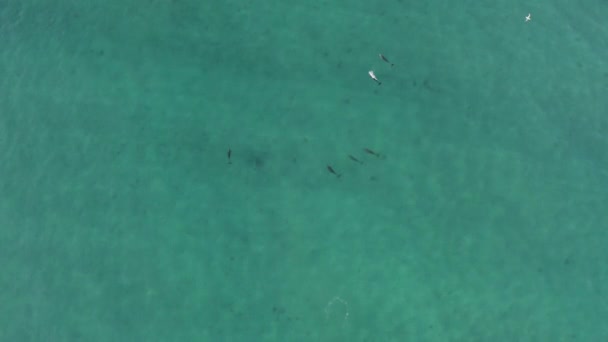 Pod Bottlenose Dolphins Tropical Blue México Ocean Water Aerial Drone — Vídeos de Stock