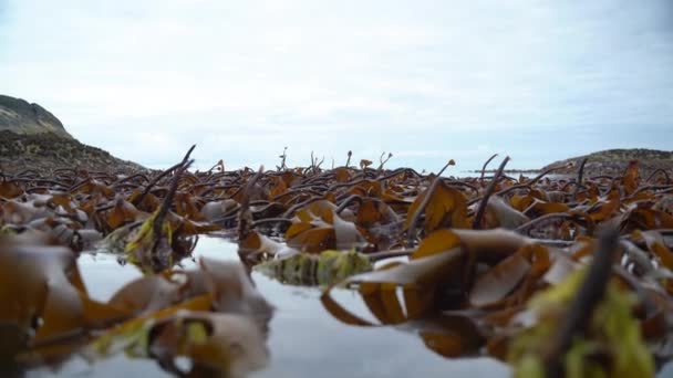 Breed Beeld Van Kelp Langzaam Heen Weer Dansend Langzame Golven — Stockvideo