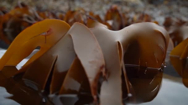 Closeup Tiro Alga Lentamente Dançando Para Trás Adiante Nas Ondas — Vídeo de Stock