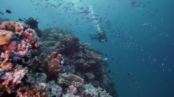 グレートバリアリーフの鮮やかなサンゴ礁を泳いでいる女性のスキューバダイバーは 透き通った水の中で魚の生活を学んでいます ケアンズ オーストラリアのフルフレームフィルムカメラでスキューバダイビングを撮影 — ストック動画