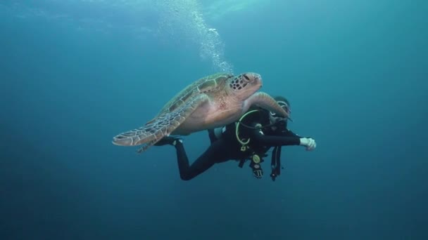 アオウミガメは泳ぎ 女性のスキューバダイバーと交流します カメラはダイバーとカメのすぐ後を追跡します 水中ショットスキューバダイビンググレートバリアリーフフルフレームフィルムカメラ — ストック動画