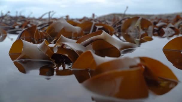 落潮时 海带森林波涛汹涌 海带的闭合在波浪中升起并显露出来 — 图库视频影像