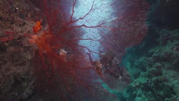 Mergulhadora Fêmea Nada Além Enorme Mar Coral Vermelho Gorgonian Fan — Vídeo de Stock