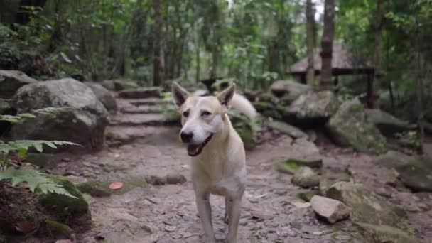 在泰国恰格梅的Mae Kampong乡村游荡的家犬 全速前进 — 图库视频影像