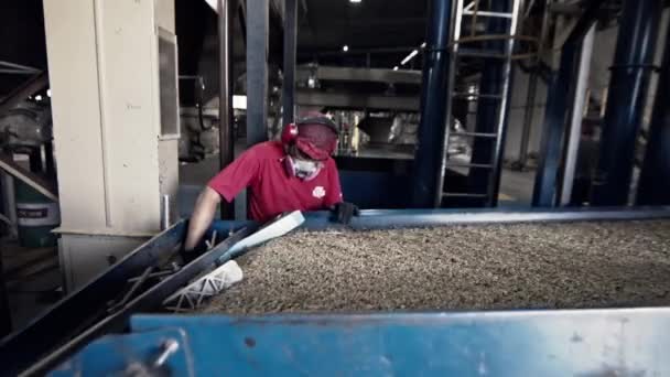 Pracownik Sprawdzający Ziarna Kawy Podczas Potrząsania Wypadania Separatora Grawitacyjnego Fabryce — Wideo stockowe