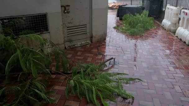 被害を受けた木の枝は 激しい熱帯性台風の暴風雨T8の間に大雨の下で地面に見られ これは63マイル 101 の風を持続し 香港市を損傷した — ストック動画