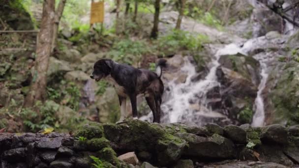 Schwarzer Haushund Steht Der Nähe Des Fließenden Flusses Creek Dorf — Stockvideo