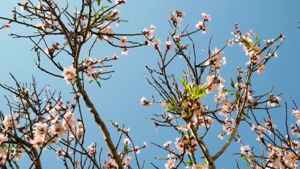 Aprikosenzweige Mit Blüten Und Frischem Wachstum Wiegen Sich Einer Sanften — Stockvideo