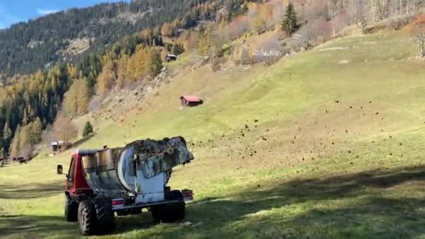 Traktor Mit Miststreuer Fährt Über Die Wiese Und Versprüht Den — Stockvideo