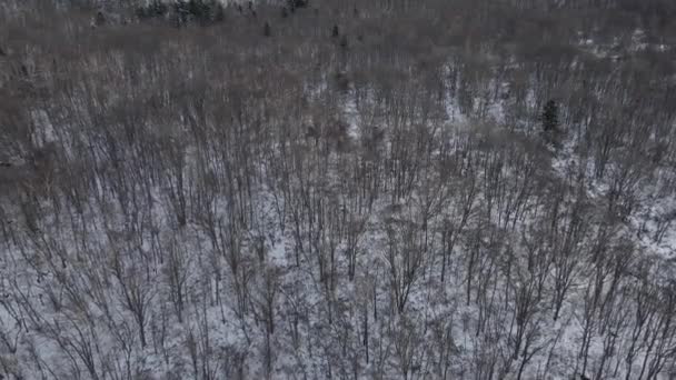 Japonya Kışın Yapraksız Ağaçlar Ormanlar Üzerinde Uçan Insansız Hava Aracı — Stok video