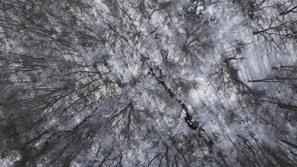 Top Vista Volo Uccello Drone Sparato Foresta Albero Morto Inverno — Video Stock