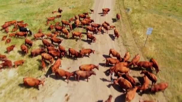 Farmář Utv Tendenci Red Angus Skot Stádo Krajině Travnaté Zadek — Stock video