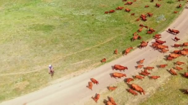 Cattleman Tending Herd Beefmaster Cows Grazing Grassland Inglés Dron Aéreo — Vídeos de Stock