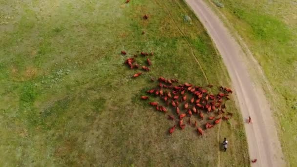 Aerial Orbital View Cattle Herd Livpants Brown Cows Grazing Moving — 비디오