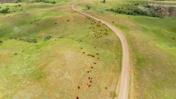 Aerial View Cattle Herd Livtants Brown Cows Grazing Green Grassland — 비디오