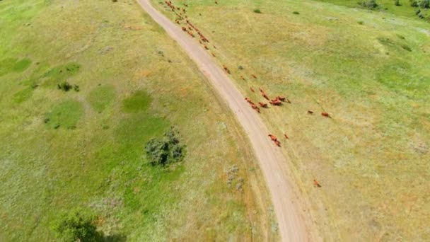 牛の群れは ノースダコタ州グラッシー ビュートのデイライトで太陽の下で緑の丘の未舗装の道路を歩く — ストック動画