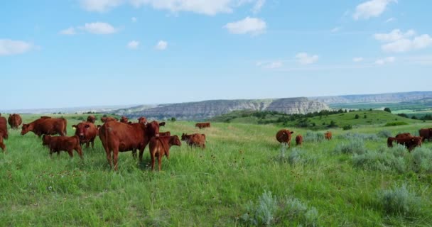 Herd Van Red Angus Cow Kalveren Staand Grazend Grasheuvel Overdag — Stockvideo