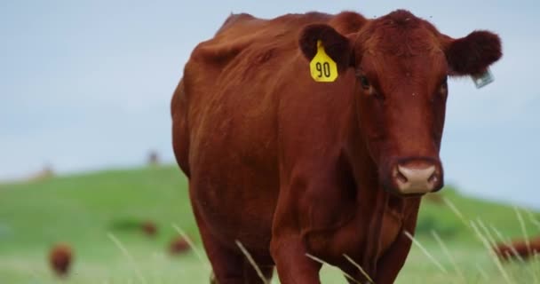 Closeup Red Angus Beef Cattle Ear Tags Wandering Pastureland North — Stock Video