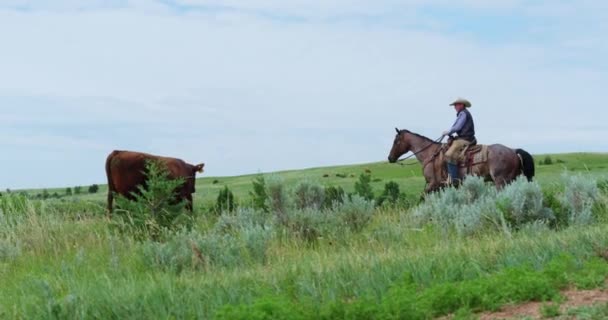 Cowboy Farmer Rancher Riding Horse Guarding Herding Και Leading Brown — Αρχείο Βίντεο
