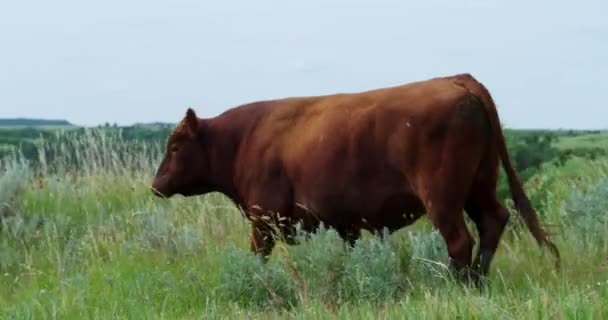 Červená Kráva Angus Bloudí Rozlehlém Otevřeném Zeleném Travnatém Poli Slunečném — Stock video