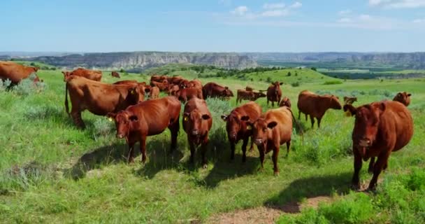 Cattle Herd Livestock Brown Cows Facing Camera Grazing Green Grassland — Stock Video