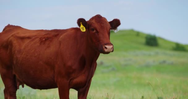 Close Van Red Angus Rundvee Met Oor Tags Staande Weide — Stockvideo